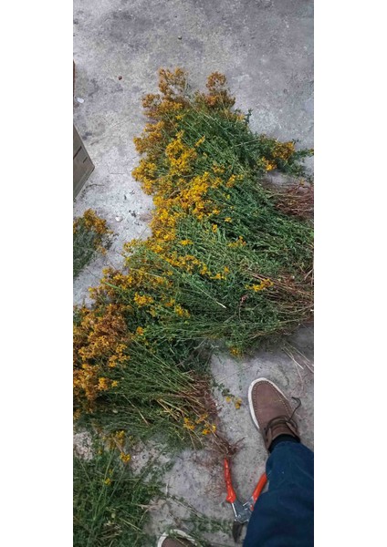 Kantoron Yağı indirimleri