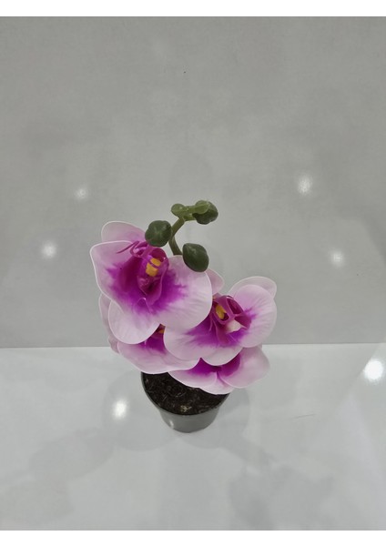 Zarif Çift Renk Orkide Yapay Bitki modelleri
