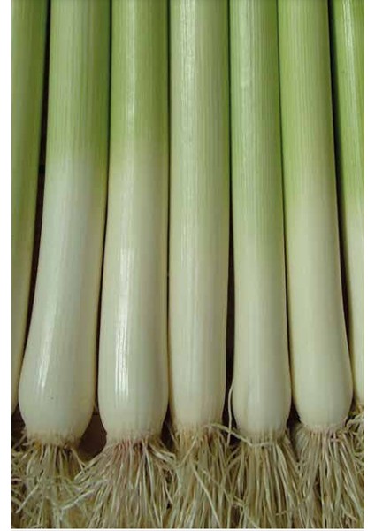 Pırasa Tohumu 25 gr fırsatları