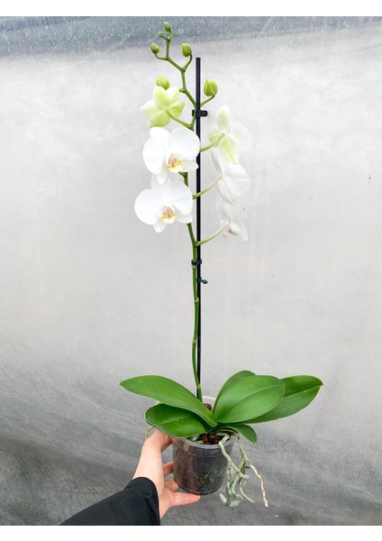 Beyaz Çiçekli Tek Dal Orkide Phalaenopsis