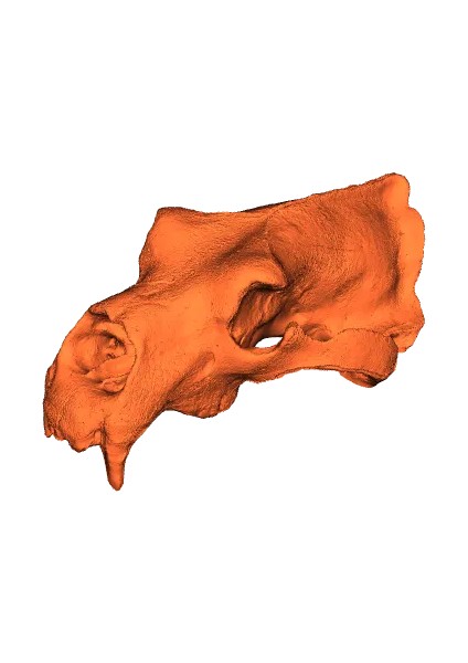 Kutup Ayısı Kafatası Figürü - 15 cm