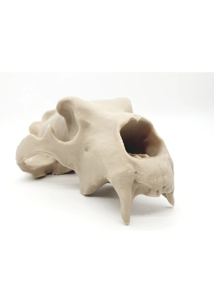 Kutup Ayısı Kafatası Figürü - 15 cm