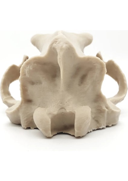 Kutup Ayısı Kafatası Figürü - 15 cm