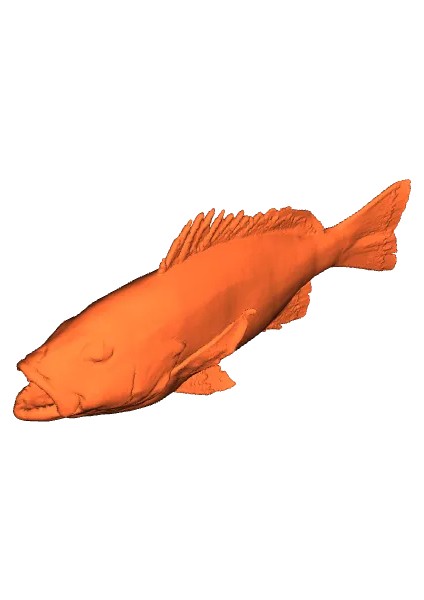 Lüfer Balığı Figürü - 15 cm