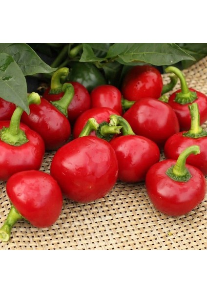 Acı Hot Cherry Tatlı Kiraz Biber Tohumu (50 Tohum)