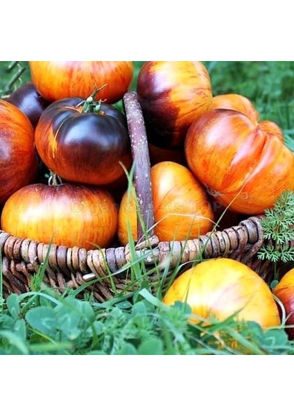 Kırmızı Beef Alice Dream Domates Tohumu (15 Tohum)