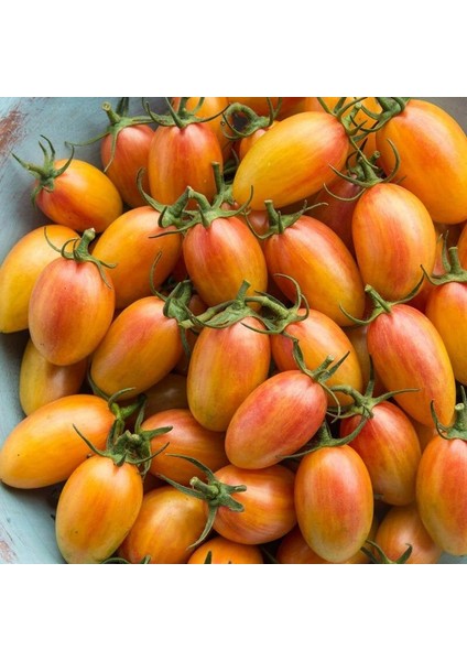 Blush Cherry Domates Tohumu (15 Tohum)