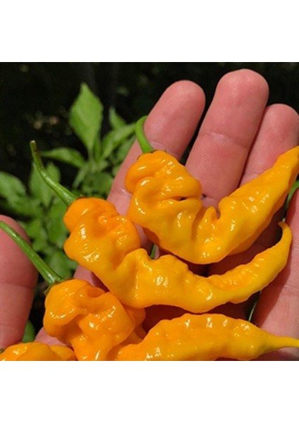 Doğal Çok Acı Yellow Icicle Acı Biber Tohumu (15 Tohum)
