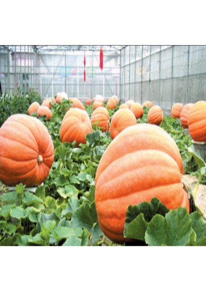 Geleneksel Doğal Dev Big Max Balkabağı Tohumu (5 Tohum)