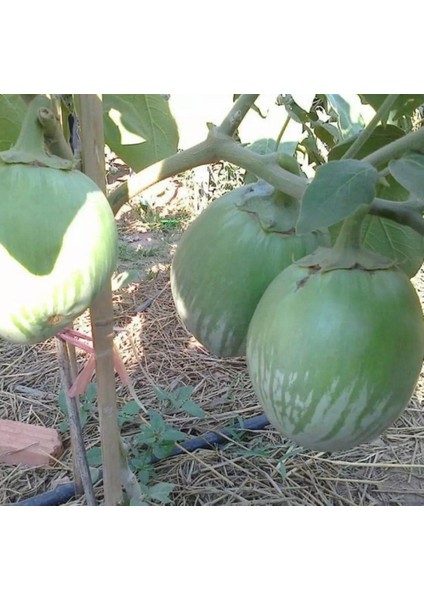 Giant Thai Dev Yeşil Patlıcan Tohumu (15 Tohum) fiyatları