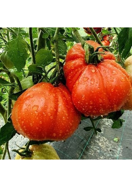 Rote Pear Etli Armut Domates Tohumu (15 Tohum)