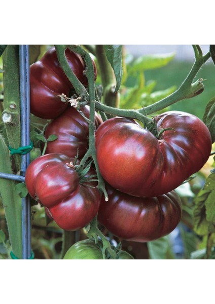 Black Krim Iri Etli Domates Tohumu (15 Tohum)