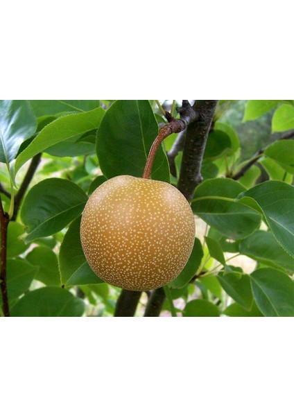Japon Naşhi Armut Fidanı 3 Yaş Tüplü ve Aşılı