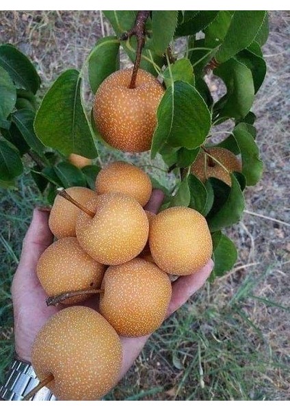 Japon Naşhi Armut Fidanı 3 Yaş Tüplü ve Aşılı