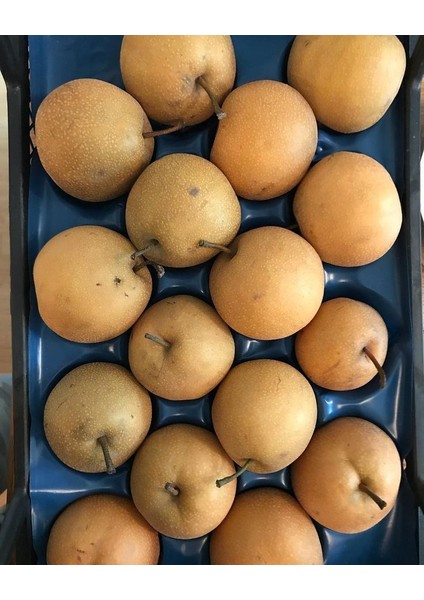 Japon Naşhi Armut Fidanı 3 Yaş Tüplü ve Aşılı