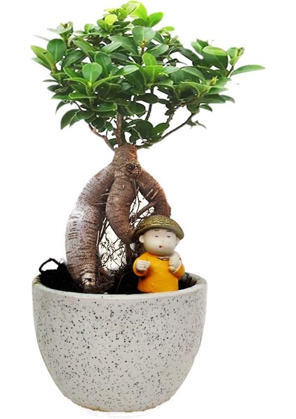 Ficus Ginseng Bonsai