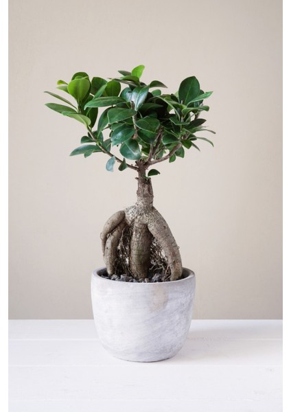 Ficus Ginseng Bonsai