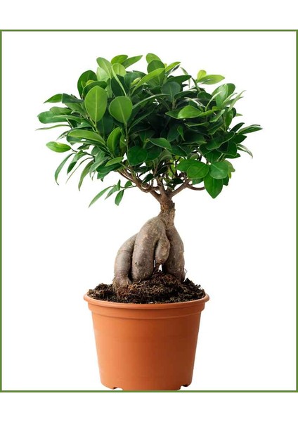 Ficus Ginseng Bonsai