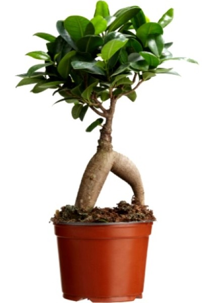 Ficus Ginseng Bonsai