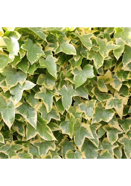 Alacalı Hedera Orman Sarmaşığı 100 150 Cm 2 Adet