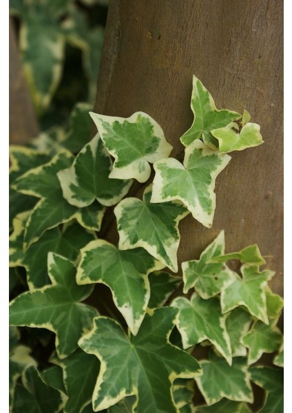 Alacalı Hedera Orman Sarmaşığı 100 150 Cm 2 Adet