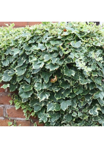 Alacalı Hedera Orman Sarmaşığı 100 150 Cm 2 Adet