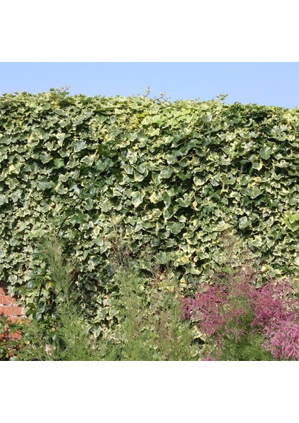 Alacalı Hedera Orman Sarmaşığı 100 150 Cm 2 Adet