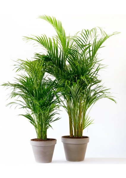 Areka Palmiyesi 120-150 cm fiyatları
