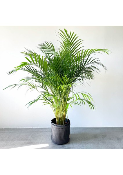 Areka Palmiyesi 120-150 cm fırsatları