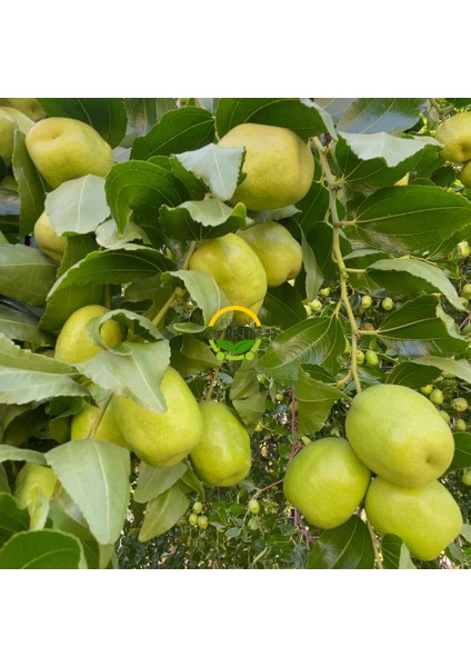 2 Yaş Aşılı Iri Meyveli Hünnap Fidanı