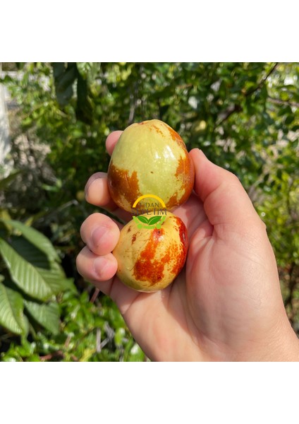 2 Yaş Aşılı Iri Meyveli Hünnap Fidanı fiyatları