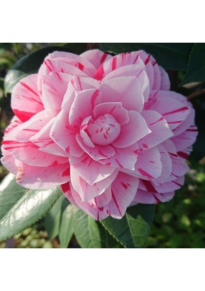 TÜPLÜ pembe çiçekli kamelya fidanı