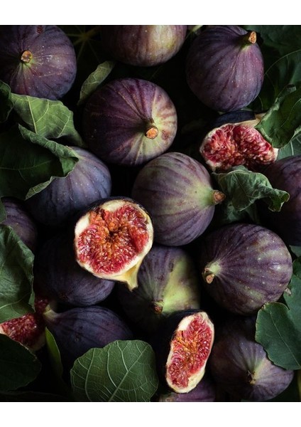 Mor Fatih Incir Fidanı 20-40 cm Saksılı