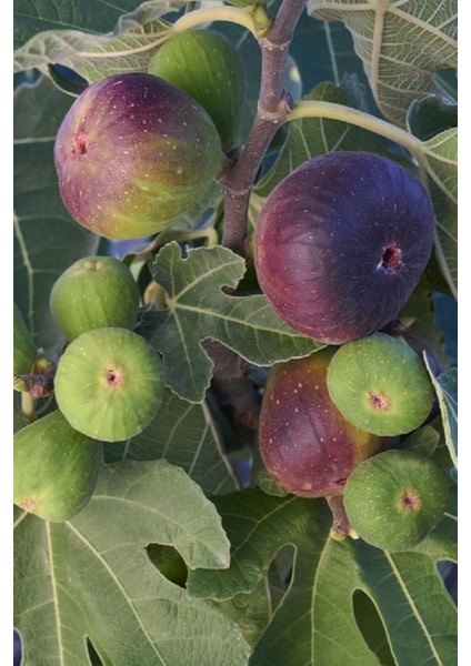 Mor Fatih Incir Fidanı 20-40 cm Saksılı fiyatları