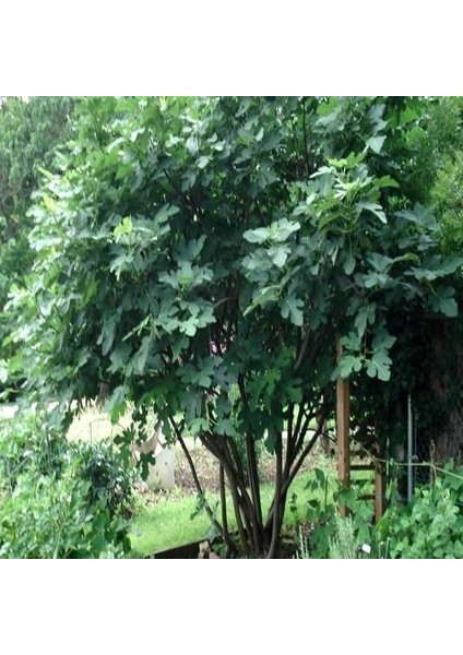 Mor Fatih Incir Fidanı 20-40 cm Saksılı modelleri