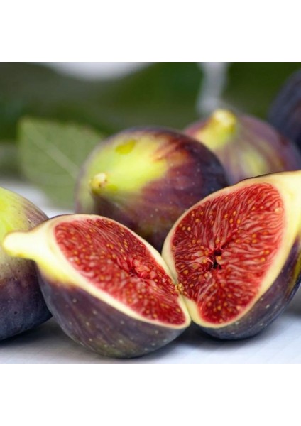 Mor Fatih Incir Fidanı 20-40 cm Saksılı fırsatları