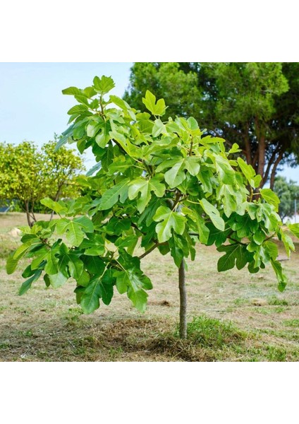 Mor Fatih Incir Fidanı 20-40 cm Saksılı indirimleri