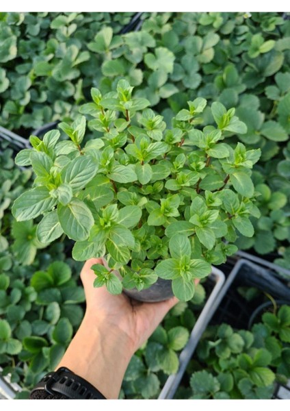 Mentha Nane Fidanı Saksıda 10-20 cm