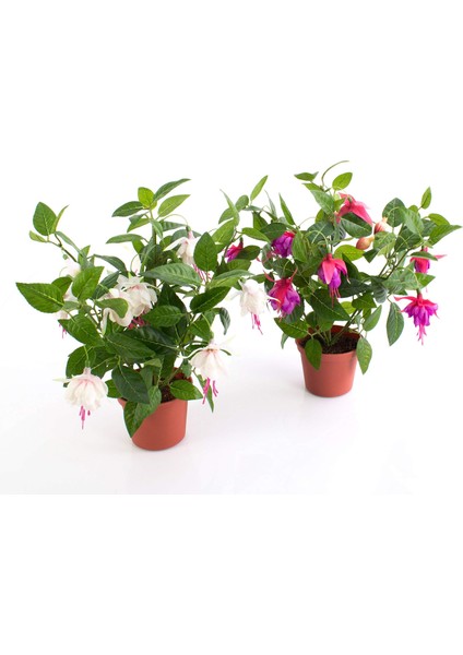 Küpe Çiçeği Fidanı Fuşya Saksılı 10-20 cm