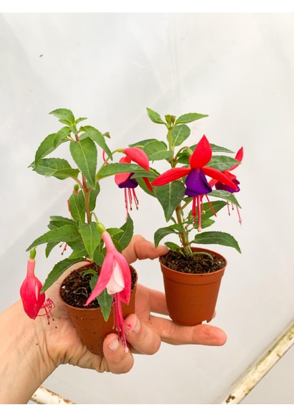 Küpe Çiçeği Fidanı Fuşya Saksılı 10-20 cm