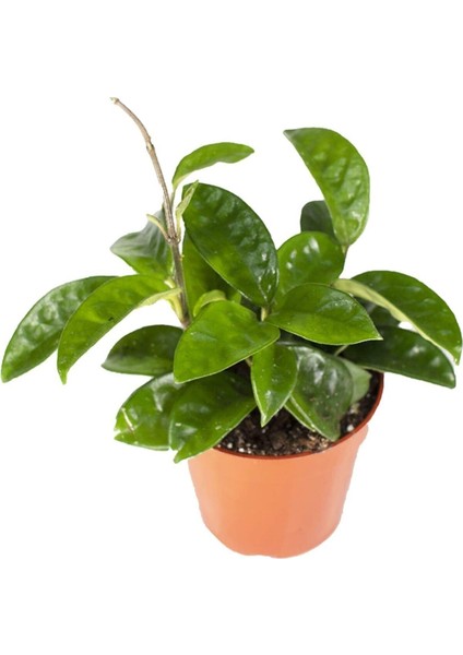 Mum Çiçeği Hoya Carnosa Fidesi 10-20 cm