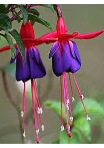 Fuchsia Küpe Küpeli Çiçegi Fidanı 10-20 cm