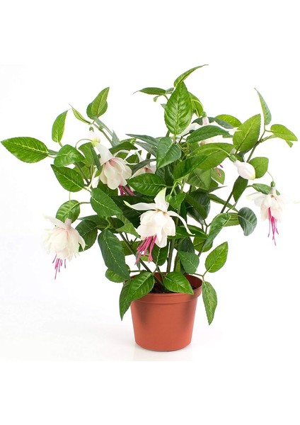 Fuchsia Küpe Küpeli Çiçegi Fidanı 10-20 cm fırsatları