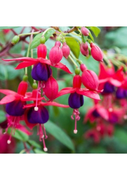 Yer Küpelisi Fuchsia Küpe Küpeli Çiçegi Fidanı 10-20 cm