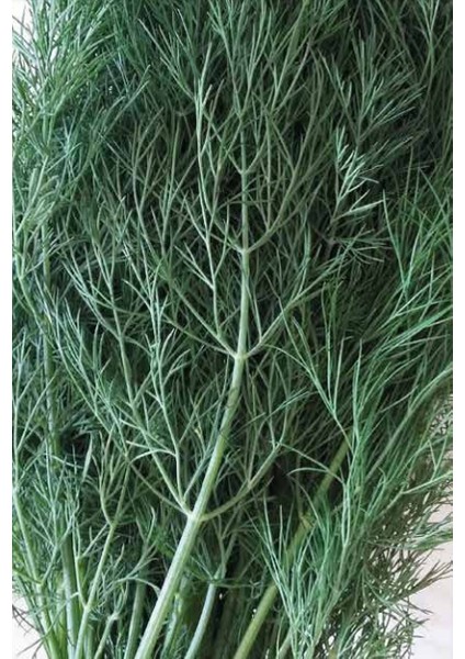 Dereotu Tohumu 10 gr Derebey fırsatları