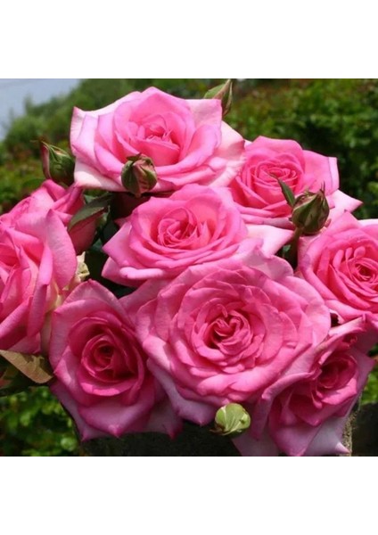 Tüplü Yoğun Kokulu Gloria Yediveren Gül Fidanı