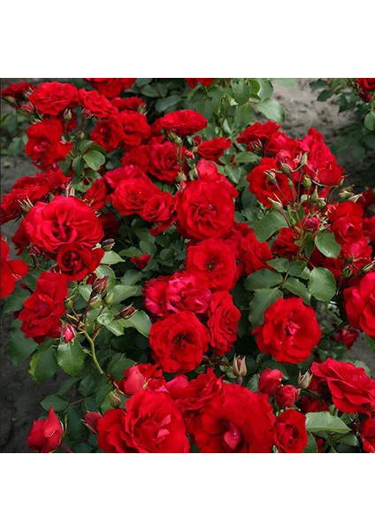 Tüplü Soğuklara Dayanıkı Çok Goncallı Roter Drache Yediveren Gül Fidanı Yayılıcı