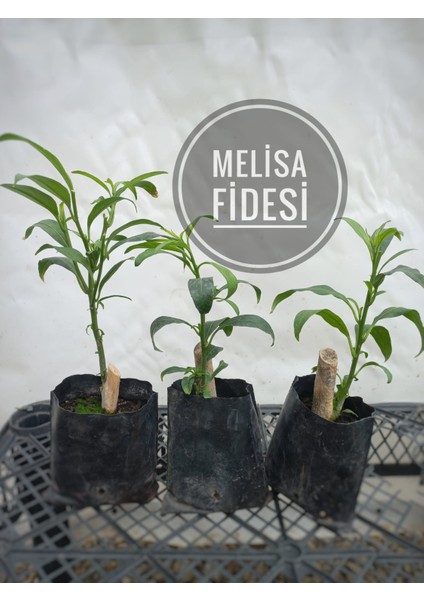 Melisa Çiçeği Fidanı 3 Adet Köklü Fide