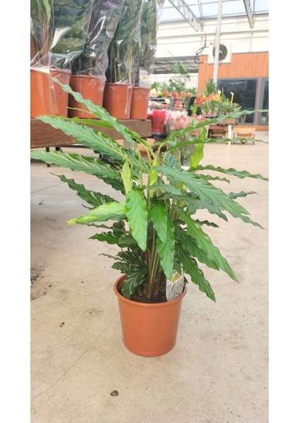 Calathea Mix 60-70 cm Ev Ofis Salon Bitkisi