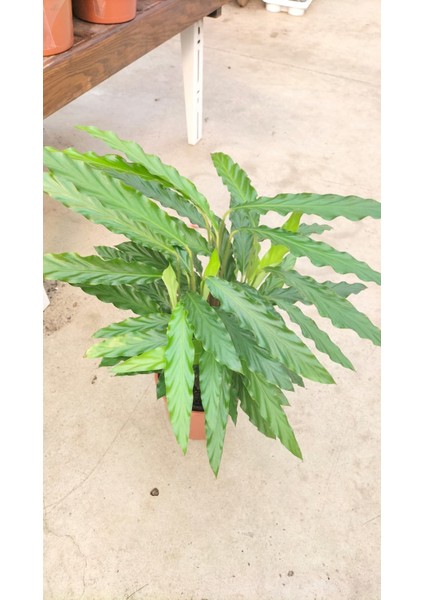 Calathea Mix 60-70 cm Ev Ofis Salon Bitkisi